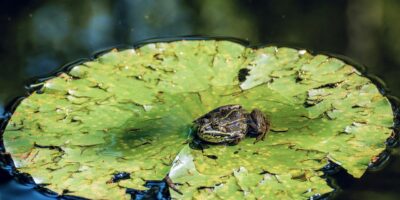 Gartenteich lädt viele Tiere ein